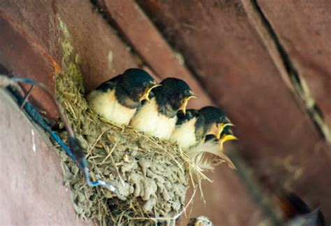 鳥飛 入 屋 風水